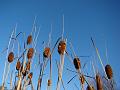 2011-1209-1310_Bulrushes_8,8C